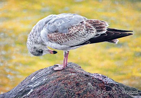 My Fly's Open!_28289.jpg - Juvenile Ring-billed Gull (Larus delawarensis) photographed at Ottawa, Ontario, Canada.